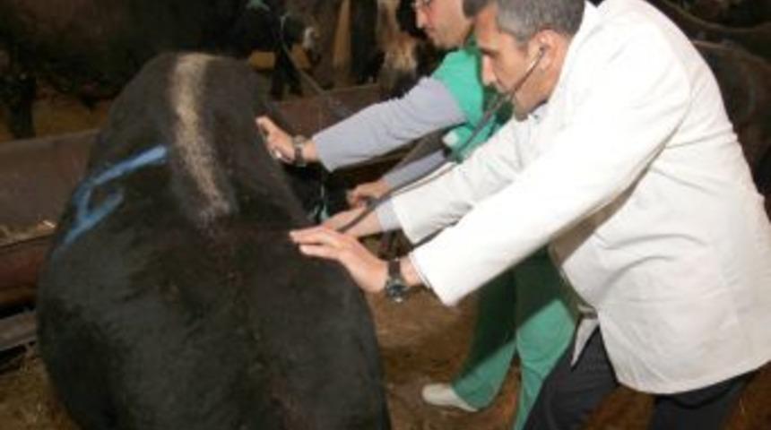 &Ccedil;ankaya'da kurbanlıkların b&uuml;y&uuml;k kısmı satıldı