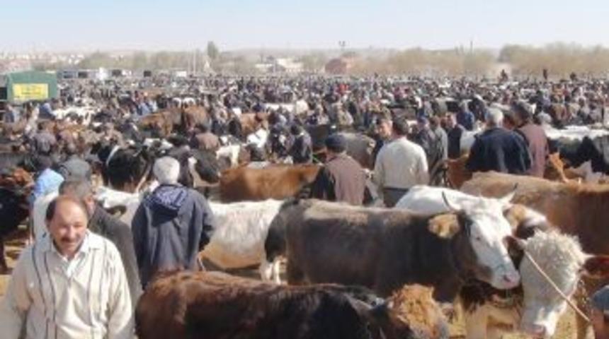 Aksaray&rsquo;da ultrasonla kurbanlık hayvanların gebe olup olmadığına bakılıyor