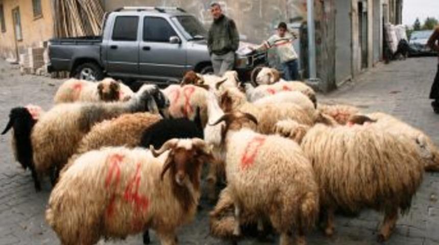 Midyat&rsquo;ta kurban pazarlarında hareketlilik devam ediyor