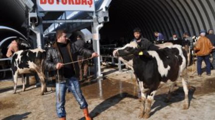 Balıkesir'de 1,2 tonluk kurbanlık boğa alıcı bekliyor