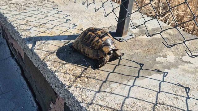 Alevlerin arasından kurtarılan kaplumbağaya vatandaş sahip çıktı 2