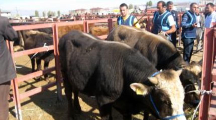 Ilıcalı: Kurban Bayramı'nda gebe hayvan kesimi, ekonomiye ciddi darbe vuruyor