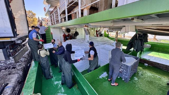 Karadeniz'e açılan balıkçılar, Akçakoca Limanı'na bol palamutla döndü