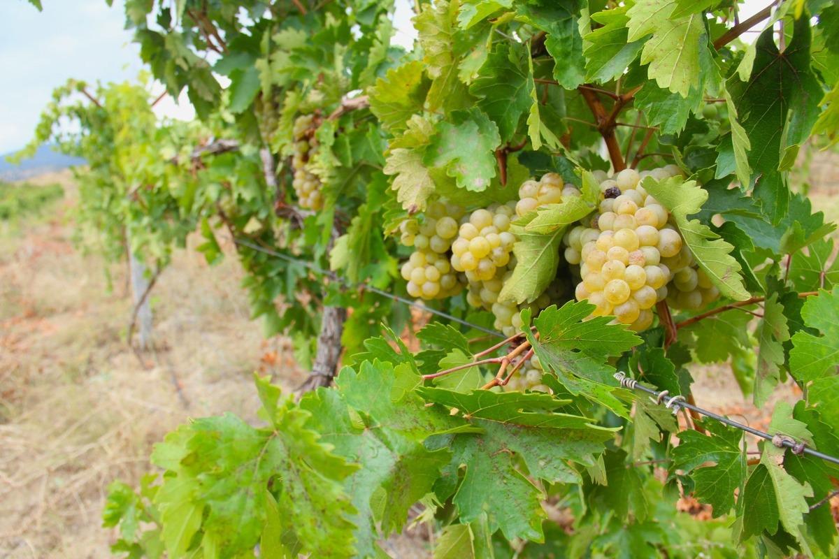 Afşin&rsquo;de bağ bozumu başladı: Kabarcık &uuml;z&uuml;m&uuml;nde yoğun mesai 2