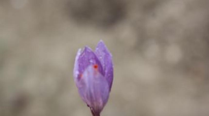 Safran hasadı başladı