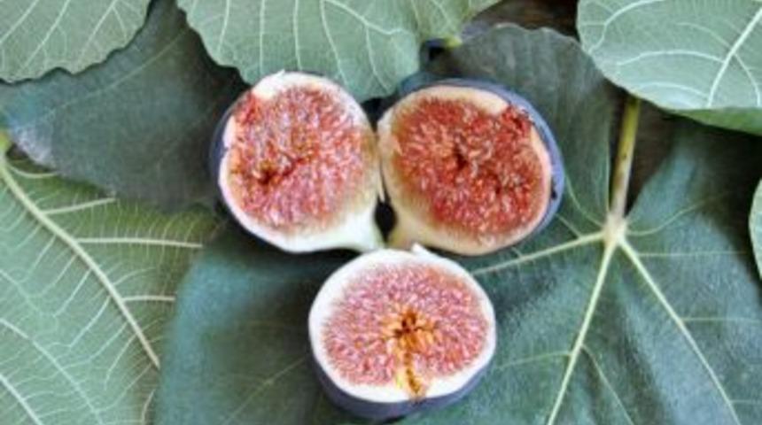 Bursa Siyah İnciri belgesel oluyor