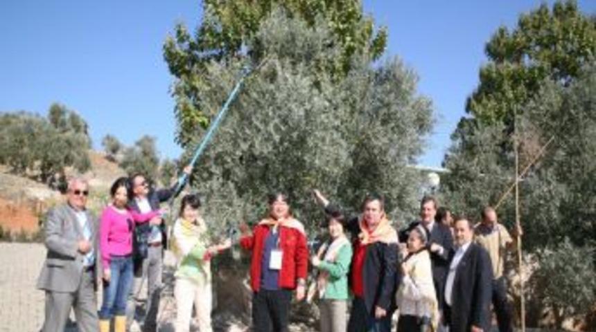 Çinli, Japon ve İranlılar Aydın'da zeytin topladı
