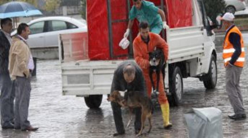 Samsun'da 150 d&ouml;n&uuml;m araziye hayvan barınağı projesi