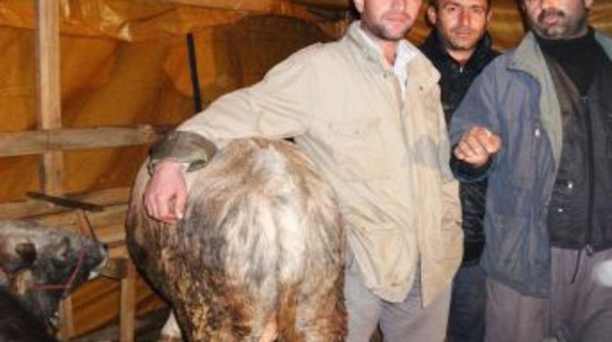 Kurbanlıkları Avrupa yakasında satmak istiyorlar