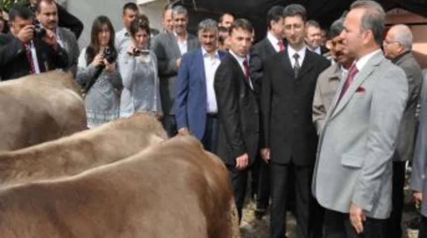 Kırıkkale&rsquo;de besicilere gebe d&uuml;ve dağıtıldı