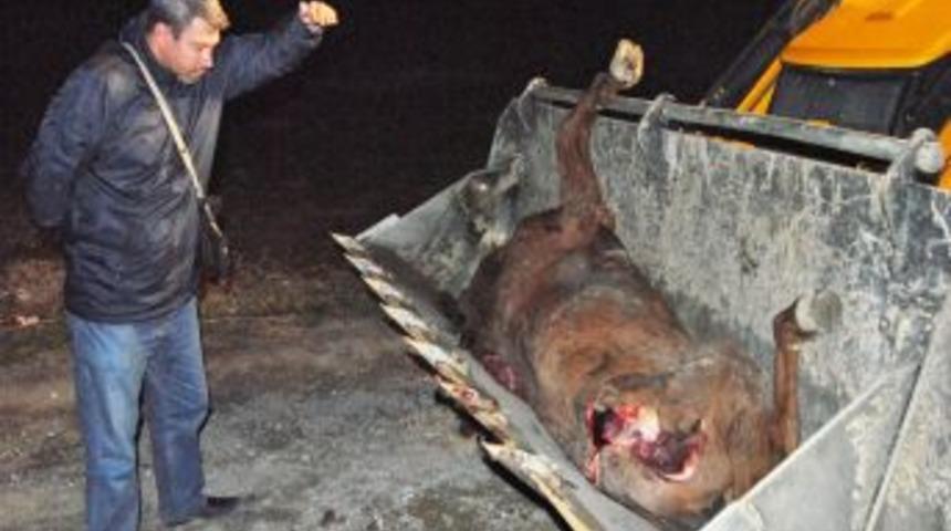 Başıboş dolaşan havyanlar kazalara sebep oldu