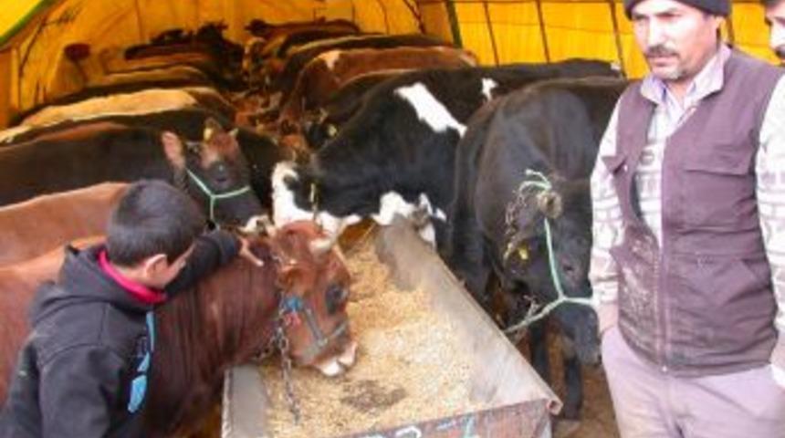 Kurbanlık satıcıları ithal hayvanlardan şikayet&ccedil;i