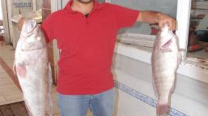 Yağmur balık&ccedil;ılara bereketli geldi, tezgahlar hareketlendi