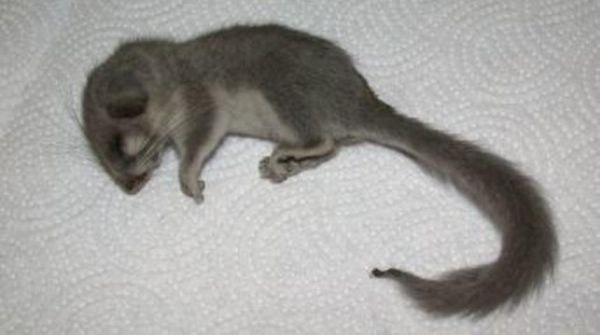 Bu kemirgen t&uuml;r&uuml; 11 milyon yıl sonra ikinci kez g&ouml;r&uuml;ld&uuml;