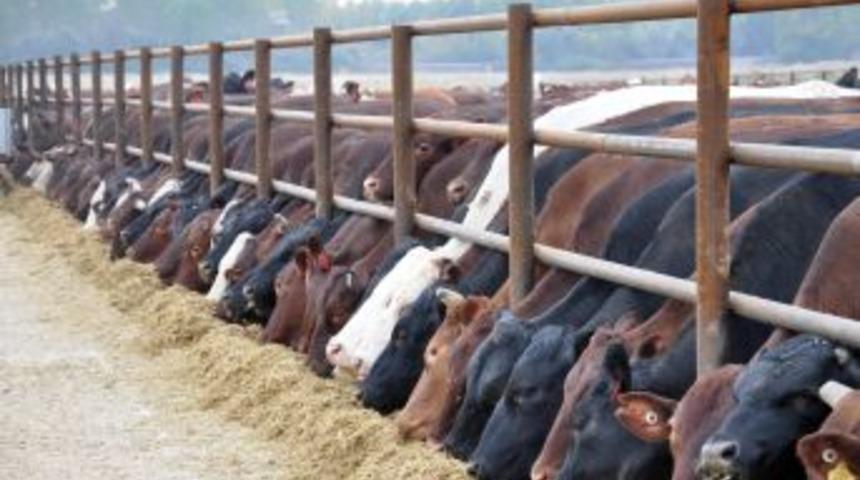 İthal kurbanlıklar L&uuml;leburgaz&rsquo;da alıcısını buluyor