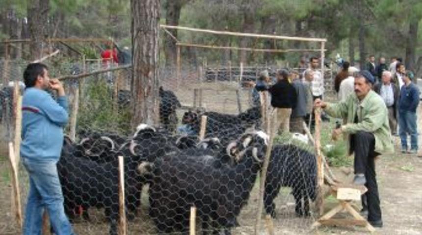 Manavgat'ta hayvan satış ve kesim yerlerinde sıkı denetim