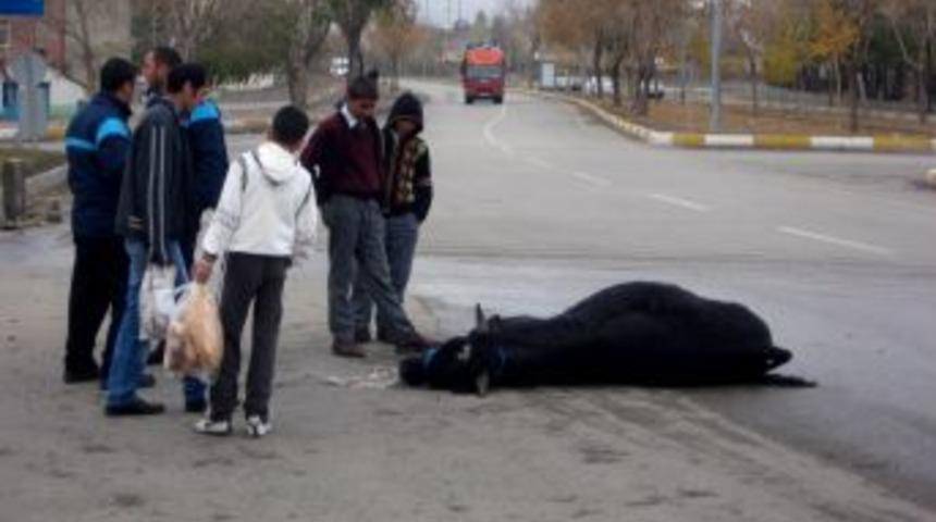 Ka&ccedil;an kurbanlık boğa, bayıltılarak yakalandı