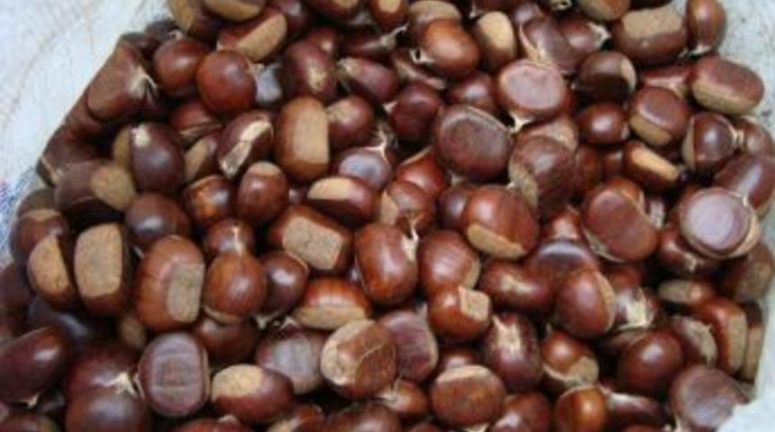 Kestane k&ouml;yl&uuml; kadınların gelir kaynağı oldu