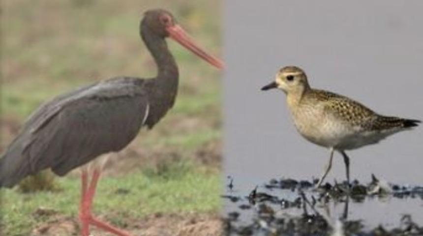 Kuyucuk g&ouml;l&uuml; kuş t&uuml;r&uuml; 223 oldu