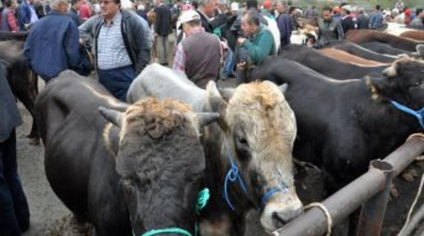 Kurbanlıklar hayvan pazarına inmeye başladı