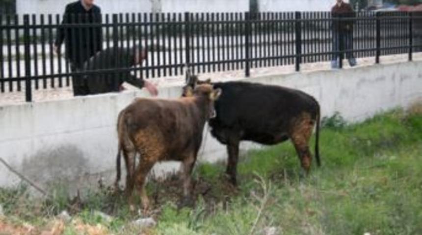 Ka&ccedil;an dana, arkadaşını g&ouml;r&uuml;nce yakalandı