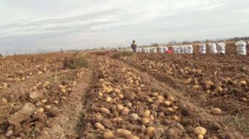 Niğde'de patates &uuml;reticisi verimden memnun, ancak d&uuml;ş&uuml;k fiyattan dertli
