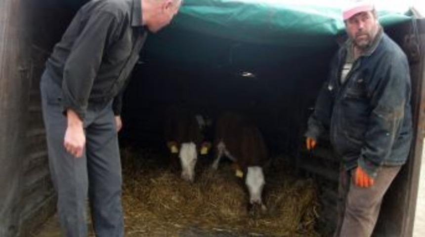 Nevşehir, damızlık sağır yetiştiriciliğinde sınavı ge&ccedil;ti