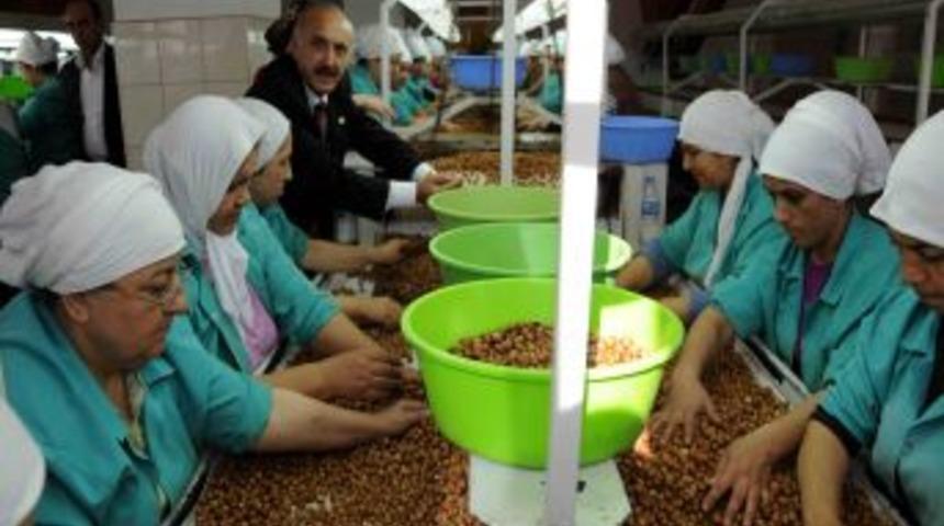 Fındık ihracatında son 30 yılın rekoru kırıldı