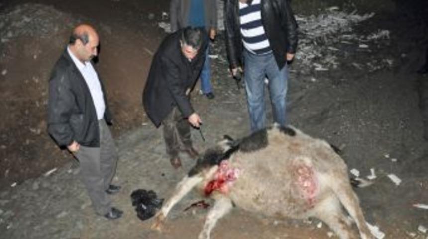 Zabıta ekibi, ka&ccedil;ak kesilen ineğin etini imha etti