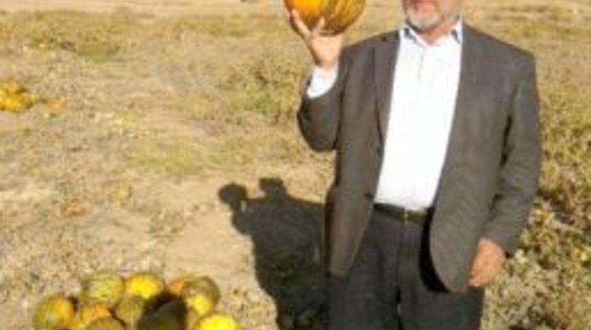 Hayırsever &ccedil;ift&ccedil;i 25 ton kavunu bağışladı