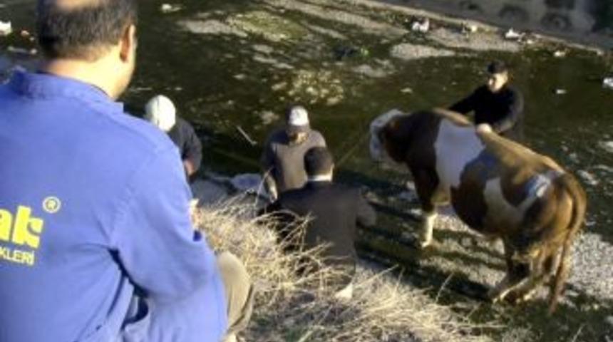 Dereye d&uuml;şen kurbanlık tosun itfaiye operasyonuyla kurtarıldı