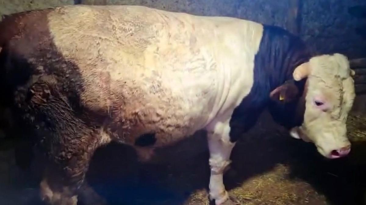 Tartı kıran ikili! Ateş ve Paşa Guinness e hazırlanıyor: Biri 1750 diğeri 1450 kilo 2