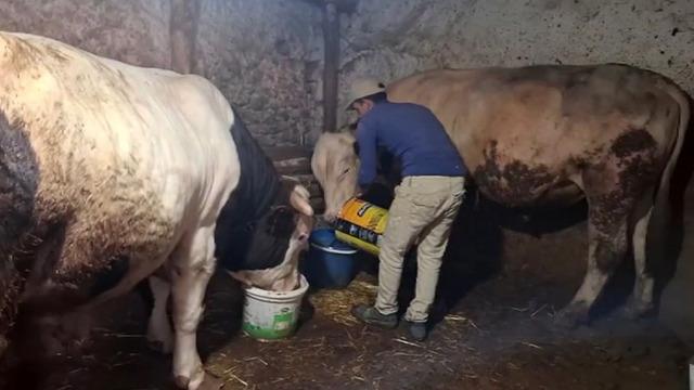 Tartı kıran ikili! Ateş ve Paşa Guinness'e hazırlanıyor: Biri 1750 diğeri 1450 kilo