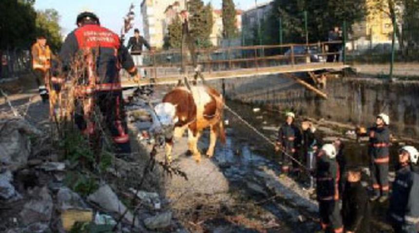 K&ouml;pekten korkan boğa, dereye d&uuml;şt&uuml;
