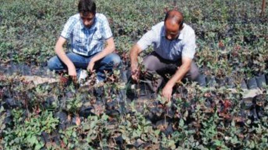 Ter&ouml;r mağduru k&ouml;yler fıstıkla kalkınacak