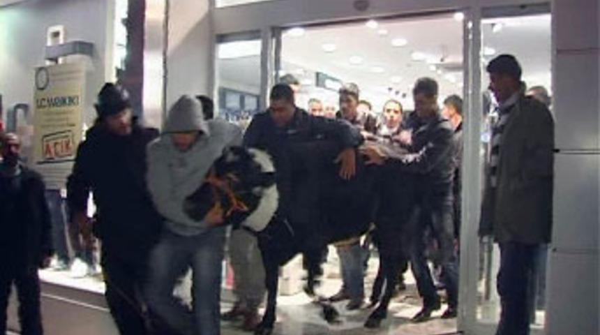 Kızgın boğa mağazaya daldı