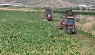 Gaziantep'te şeker pancarı hasadı s&uuml;r&uuml;yor