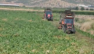Gaziantep'te şeker pancarı hasadı s&uuml;r&uuml;yor