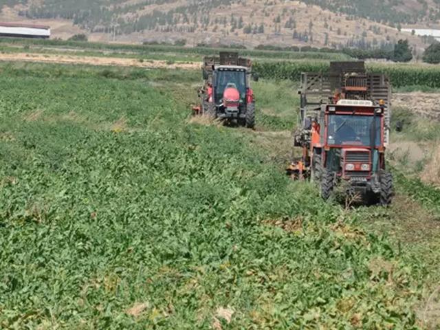 Gaziantep'te şeker pancarı hasadı s&uuml;r&uuml;yor