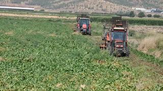 Gaziantep'te şeker pancarı hasadı sürüyor