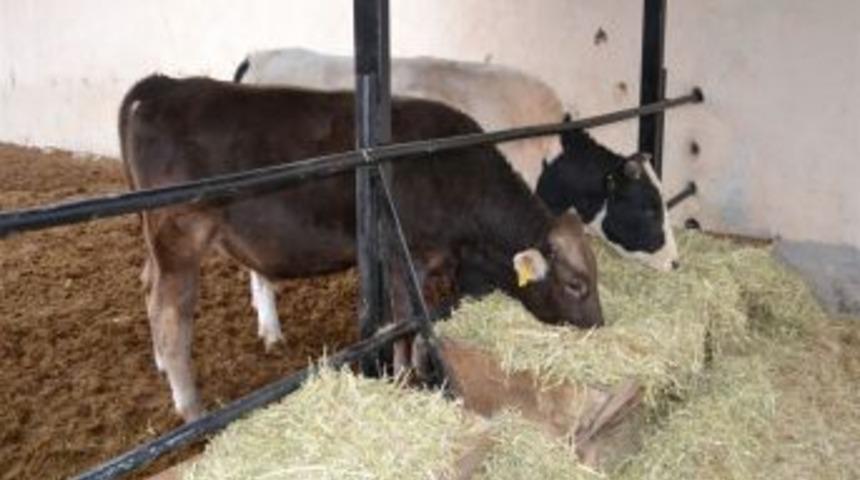 DATAE, damızlık hayvan satacak