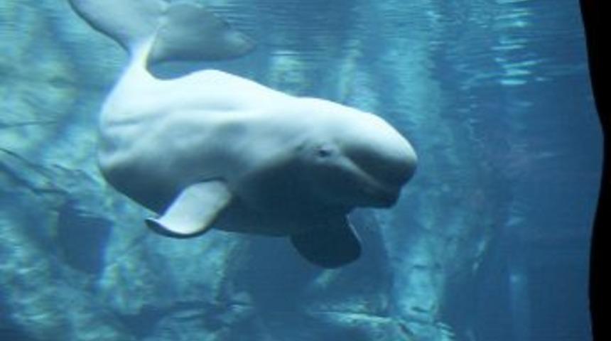 Balina g&ouml;r&uuml;n&uuml;ml&uuml; u&ccedil;an dev