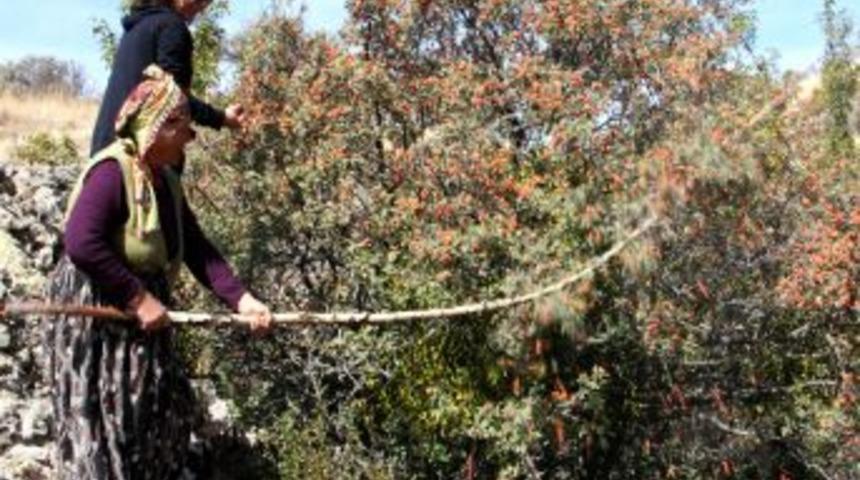 &Ccedil;ankaya'da dikilen kuşburnular ilk meyvelerini verdi