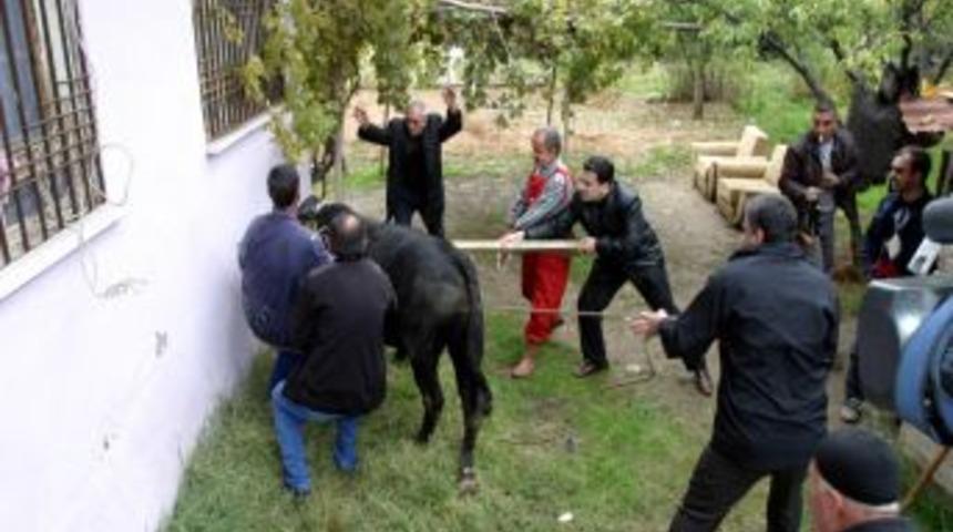 Malatya'da sahibinin elinden ka&ccedil;an boğa saatlar sonra yakalandı