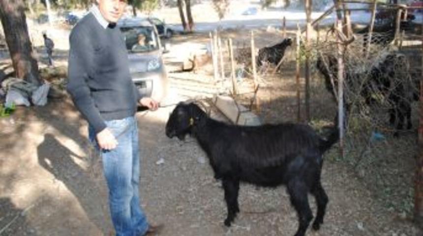 Manavgat'ta kurban satışları satıcıların y&uuml;z&uuml;n&uuml; g&uuml;ld&uuml;rd&uuml;