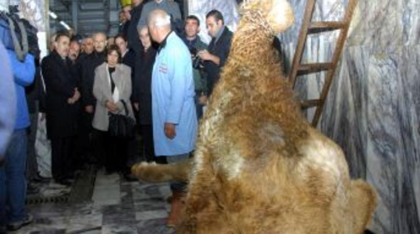 Kılıçdaroğlu, Van’da depremzedeler için dana kestirdi