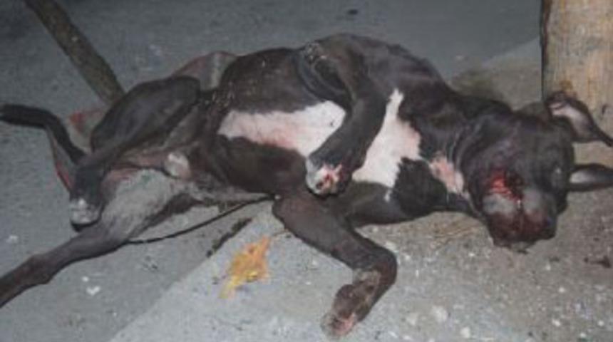 Kahveye dalan pitbull testislerinden ısırdı