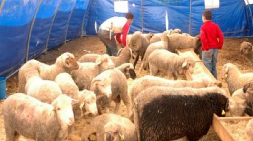 Bayramın ikinci gününde kurban fiyatları düştü
