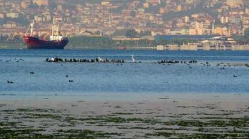 K&ouml;rfez su kuşlarını ağırlıyor