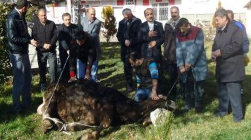 4 Eylül Kültür ve Dayanışma Derneği Cem Vakfı’nda kurban kesti